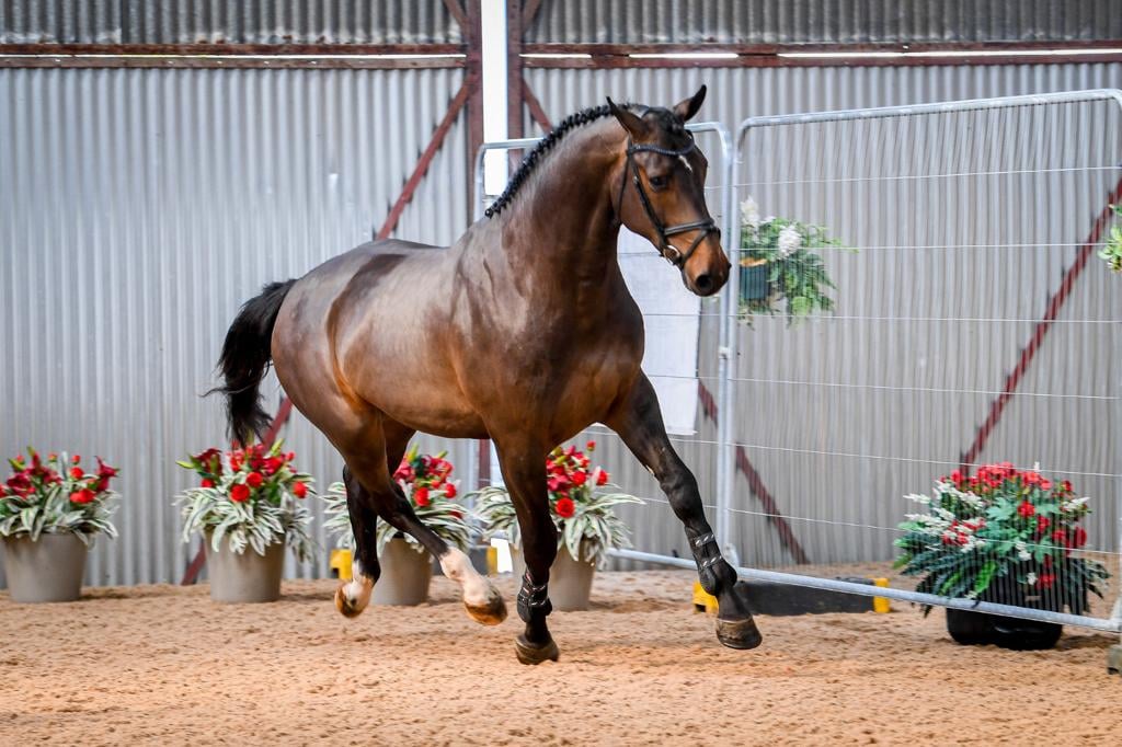 High Offley Legend - 4 Year Old Showjumping Horse